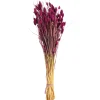 Depot Bouquet De Fleurs Sechees Phalaris Cheap