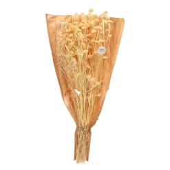 Depot Bouquet De Fleurs Sechees Wild Daisy Hot