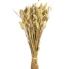 Depot Bouquet De Fleurs Sechees Herbe De Velours