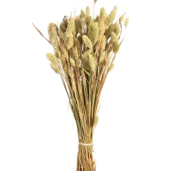 Depot Bouquet De Fleurs Sechees Herbe De Velours