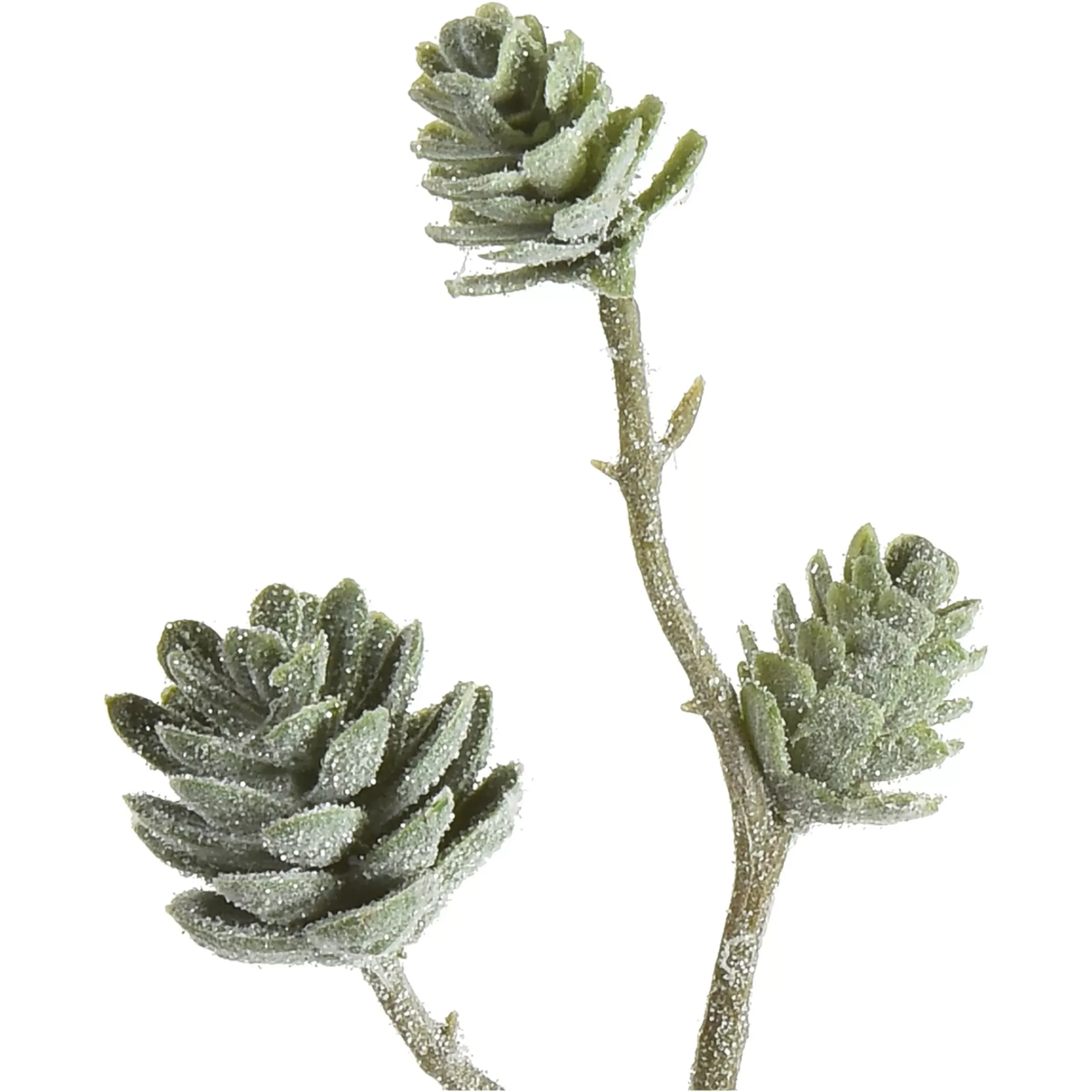 Depot Branche Artistique Pomme De Pin