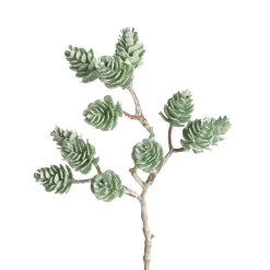 Depot Branche Pommes De Pin