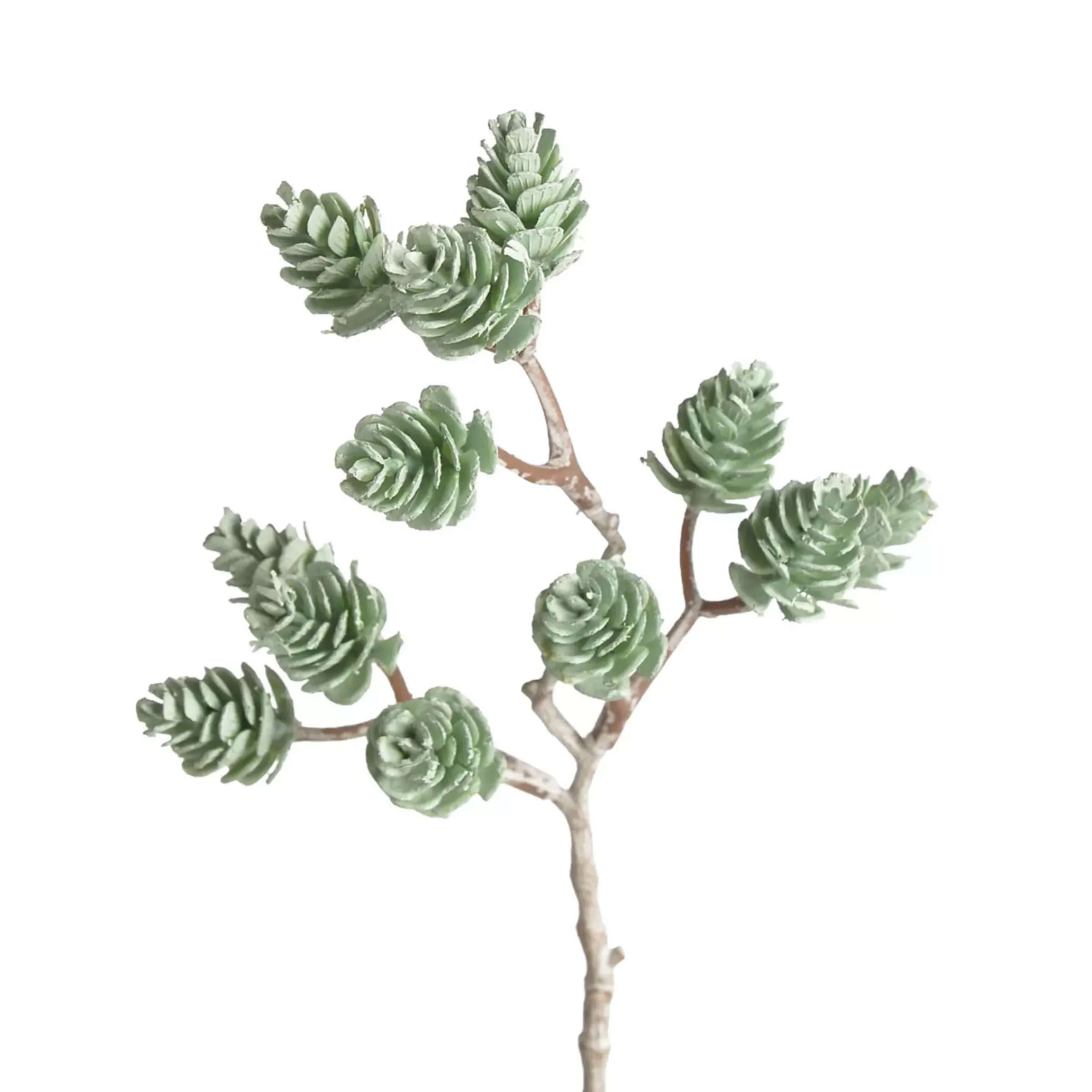 Depot Branche Pommes De Pin