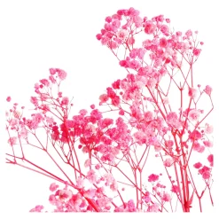 Depot Fagots Secs De Gypsophile Best