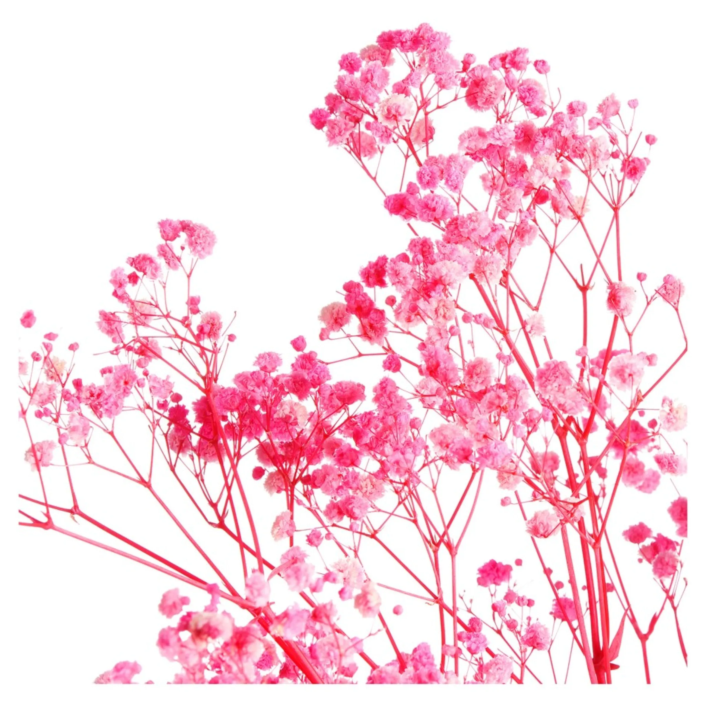 Depot Fagots Secs De Gypsophile Best