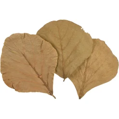 Depot Feuilles Sechees Cobra