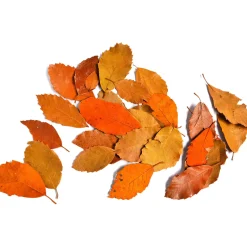 Depot Feuilles Seches - Articles Promotionnels