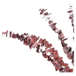 Depot Fleur Sechee Eucalyptus Hot