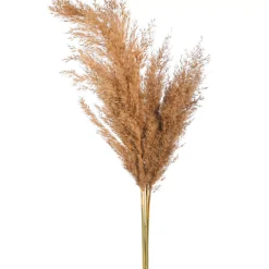 Depot Fleur Sechee Herbe De La Pampa