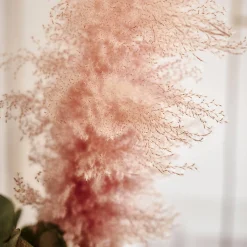 Depot Fleur Sechee Herbe De La Pampa Shop