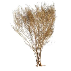 Depot Fleur Sechee Lepidium