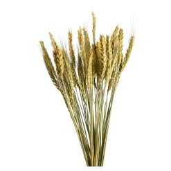 Depot Fleur Sechee Orge Best