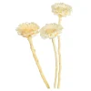 Depot Fleurs Sechees Fleur De Protee Hot