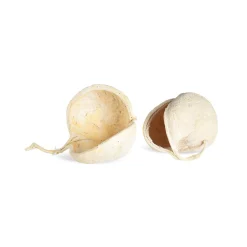 Depot Noix De Bouddha En Dispersion Naturelle