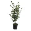 Depot Plante Artificielle D'Eucalyptus Dans Un Pot