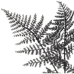 Depot Stielblume Farn Glam Ca. 58Cm