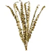 Depot Trockenblume Eukalyptus Ca.55C