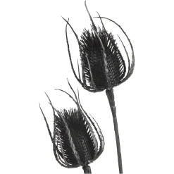 Depot Zweig Distel Ca. 81Cm