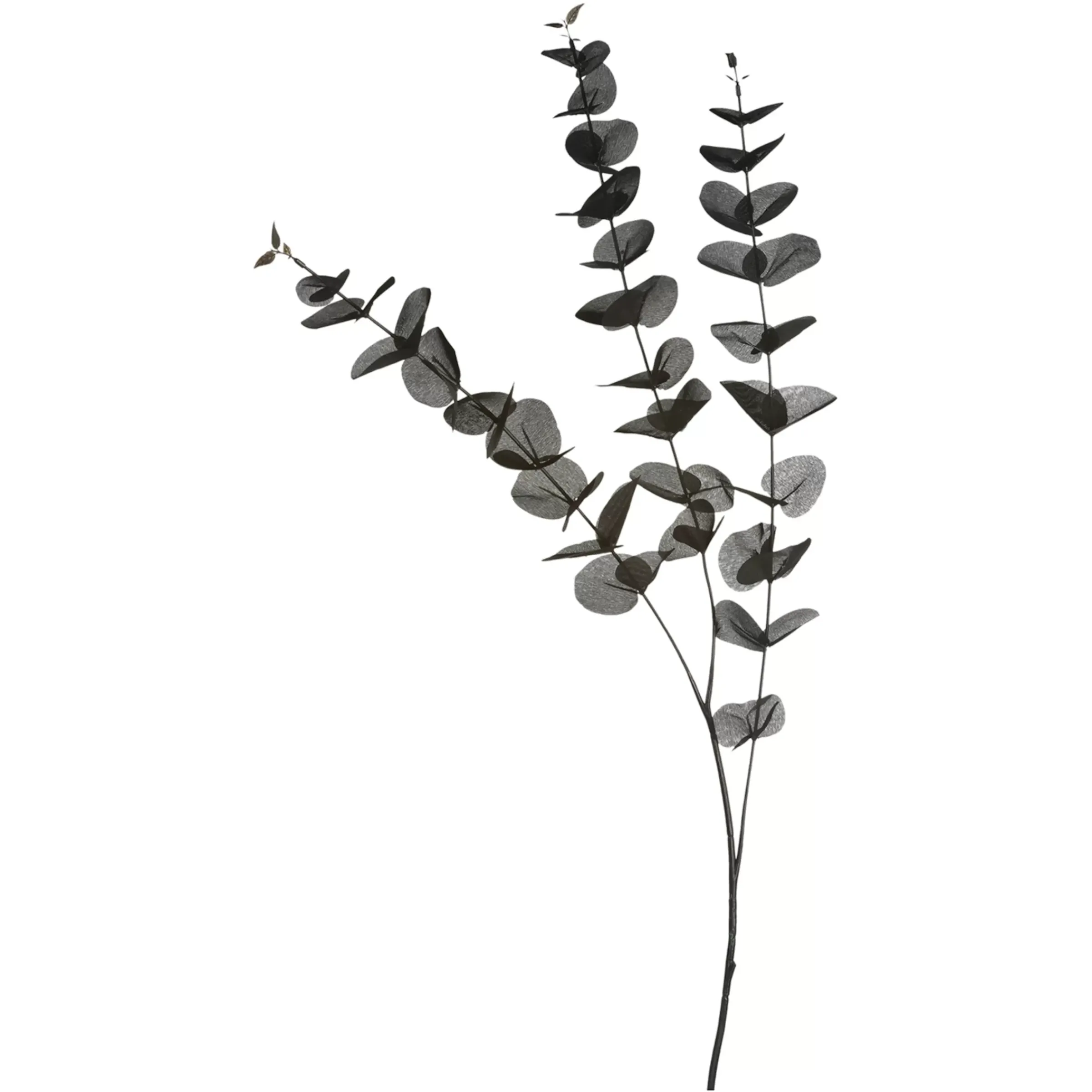 Depot Zweig Eukalyptus Ca.100Cm