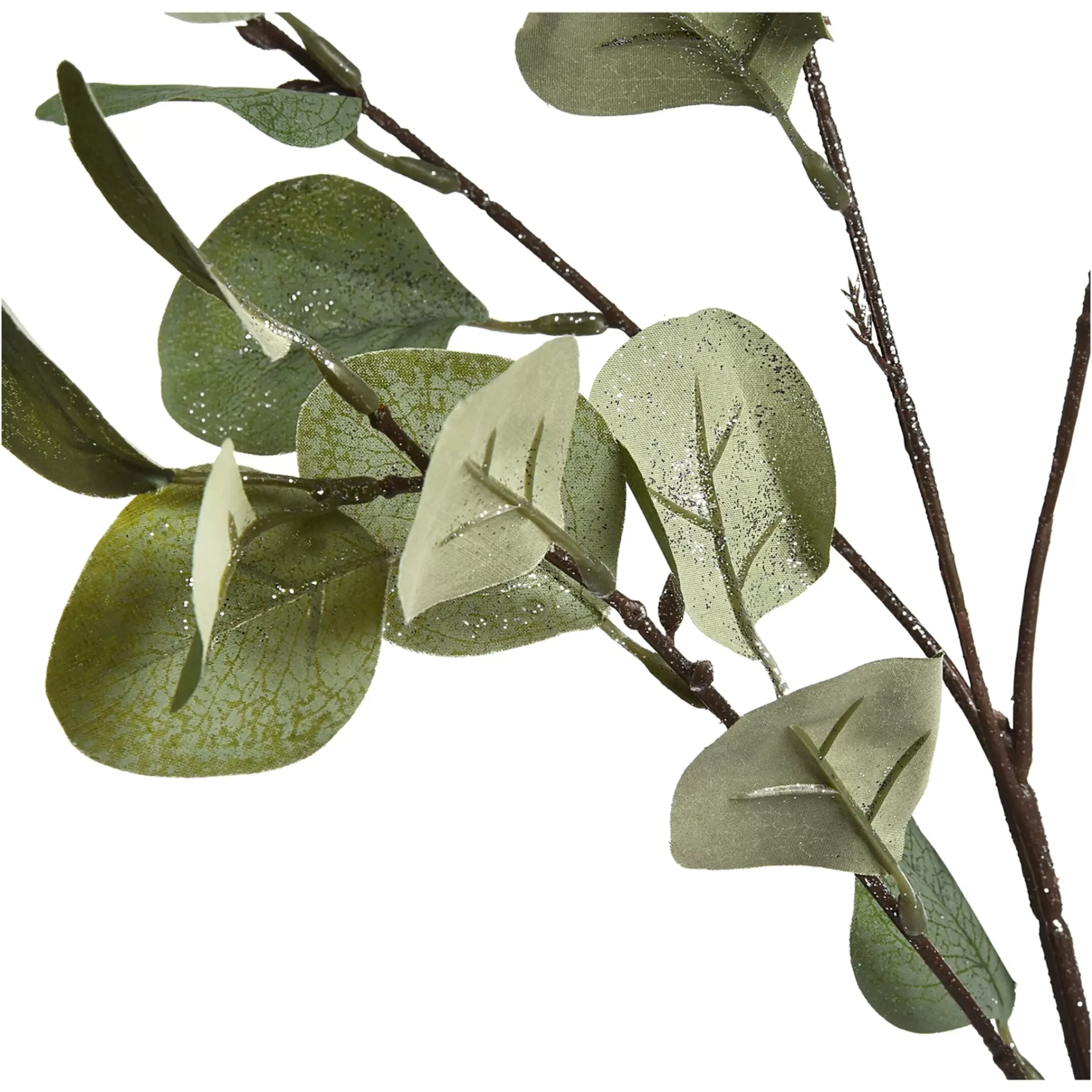 Depot Zweig Eukalyptus Ca.73Cm